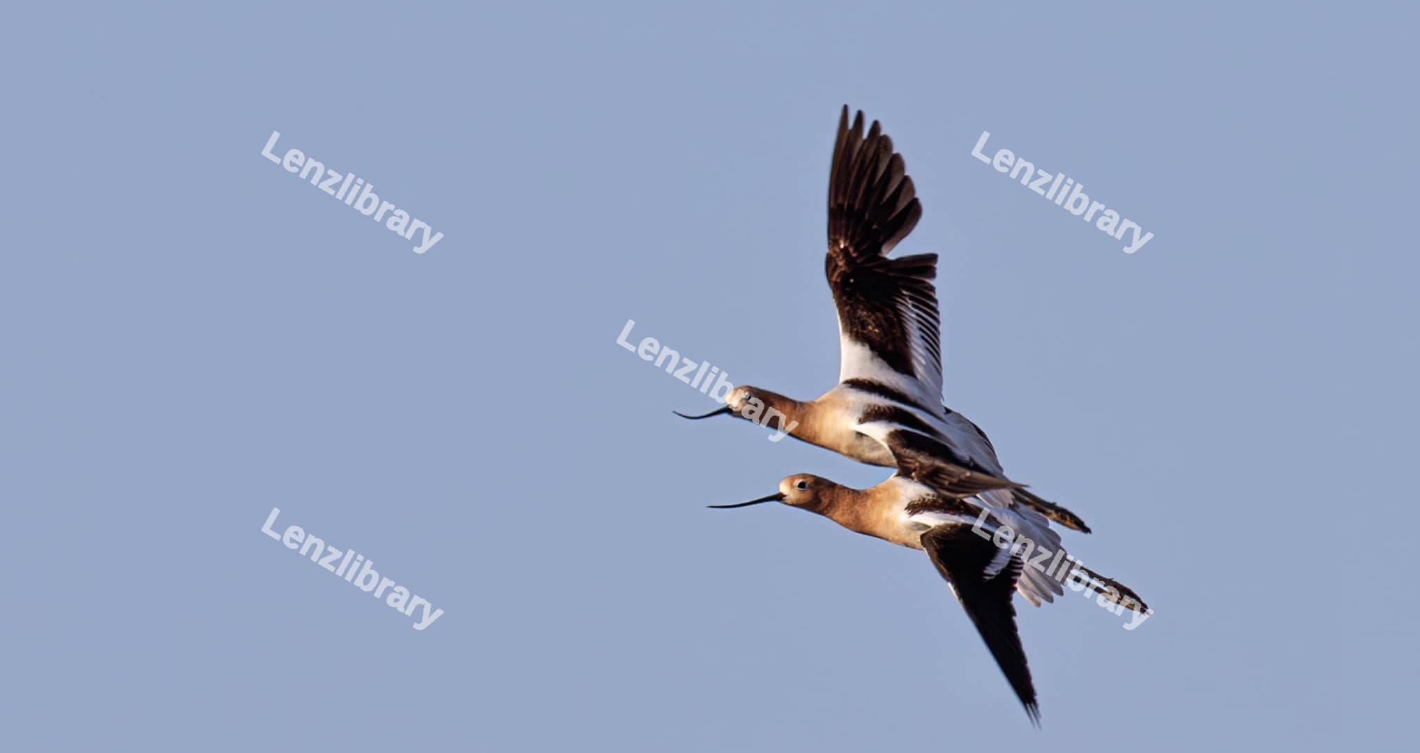 Two American Avocet birds